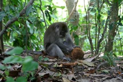 ubud (10)